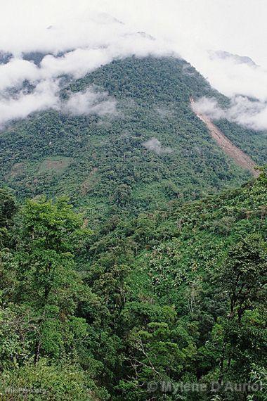 Yanachaga-Chemilln National Park