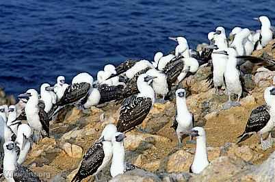 Guano Birds, Paracas