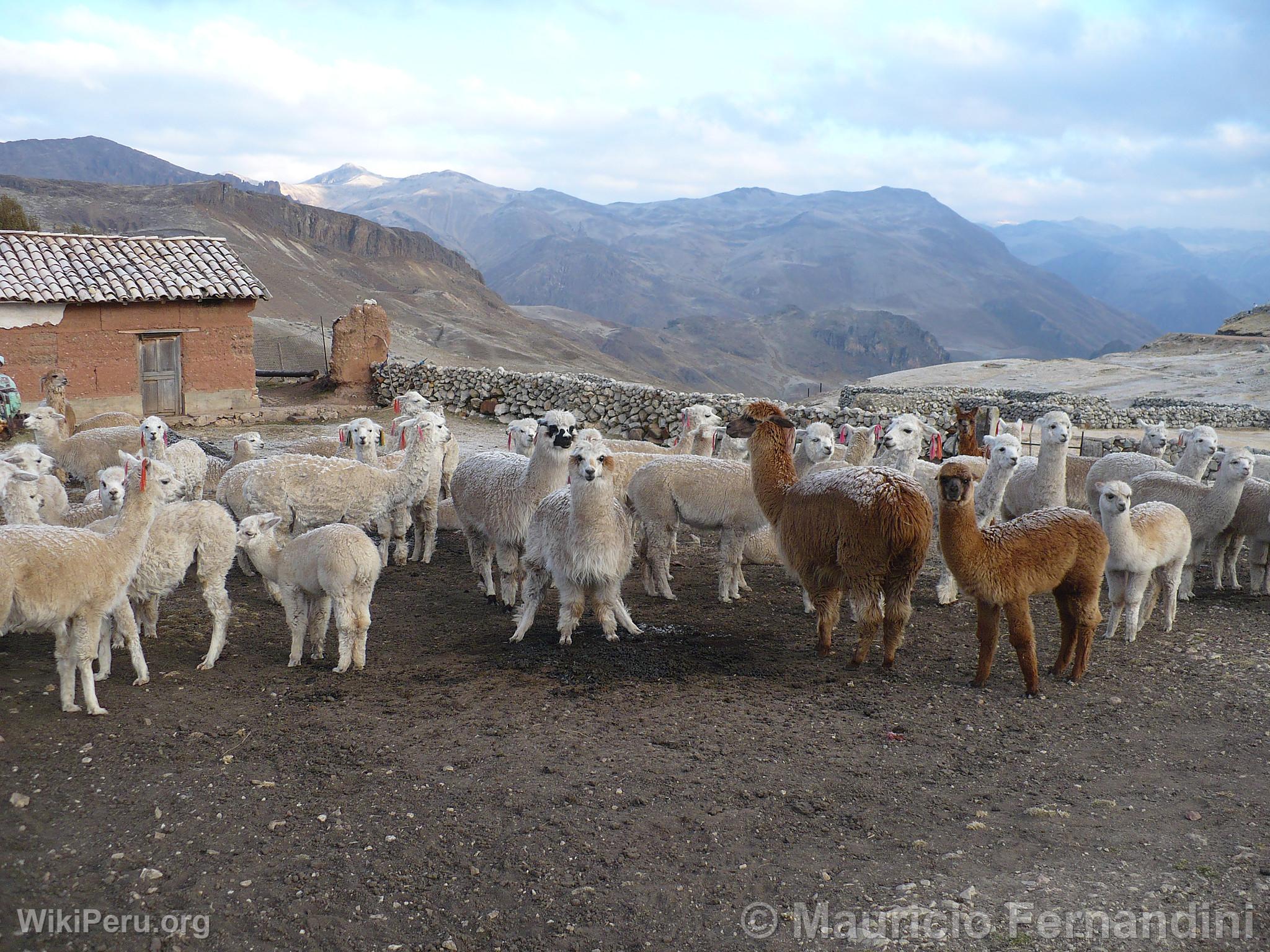 Alpaca Breeding