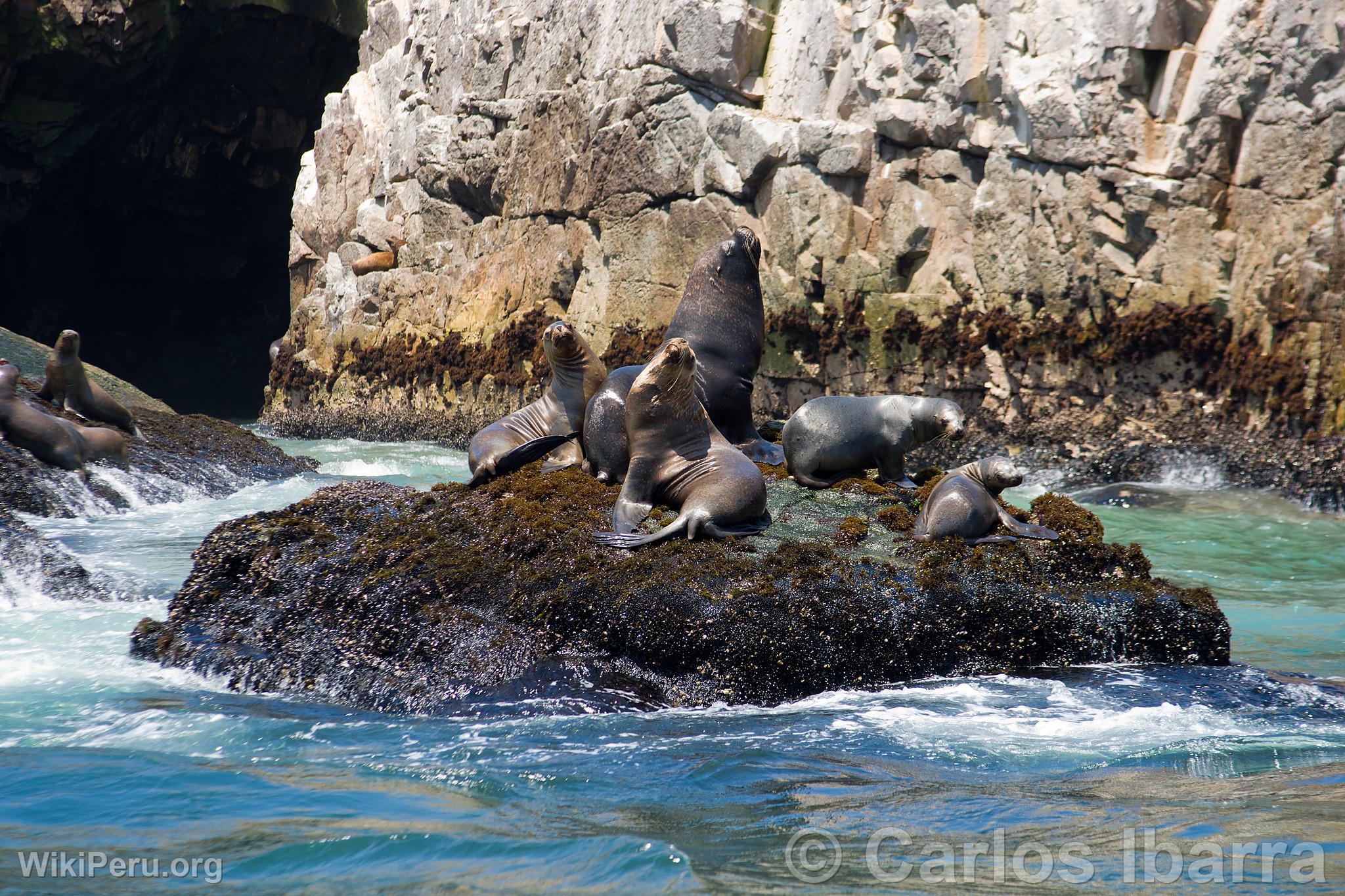 Sea Lions on Palomino Islands, Callao