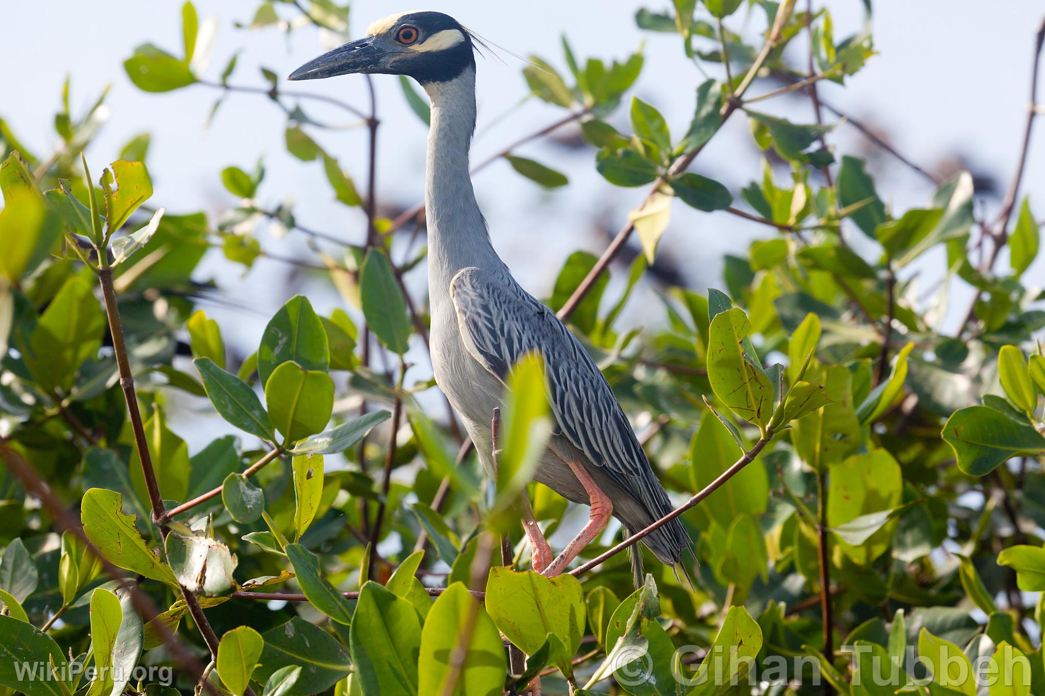 Yellow-Crowned Huaco in Tumbes Mangroves