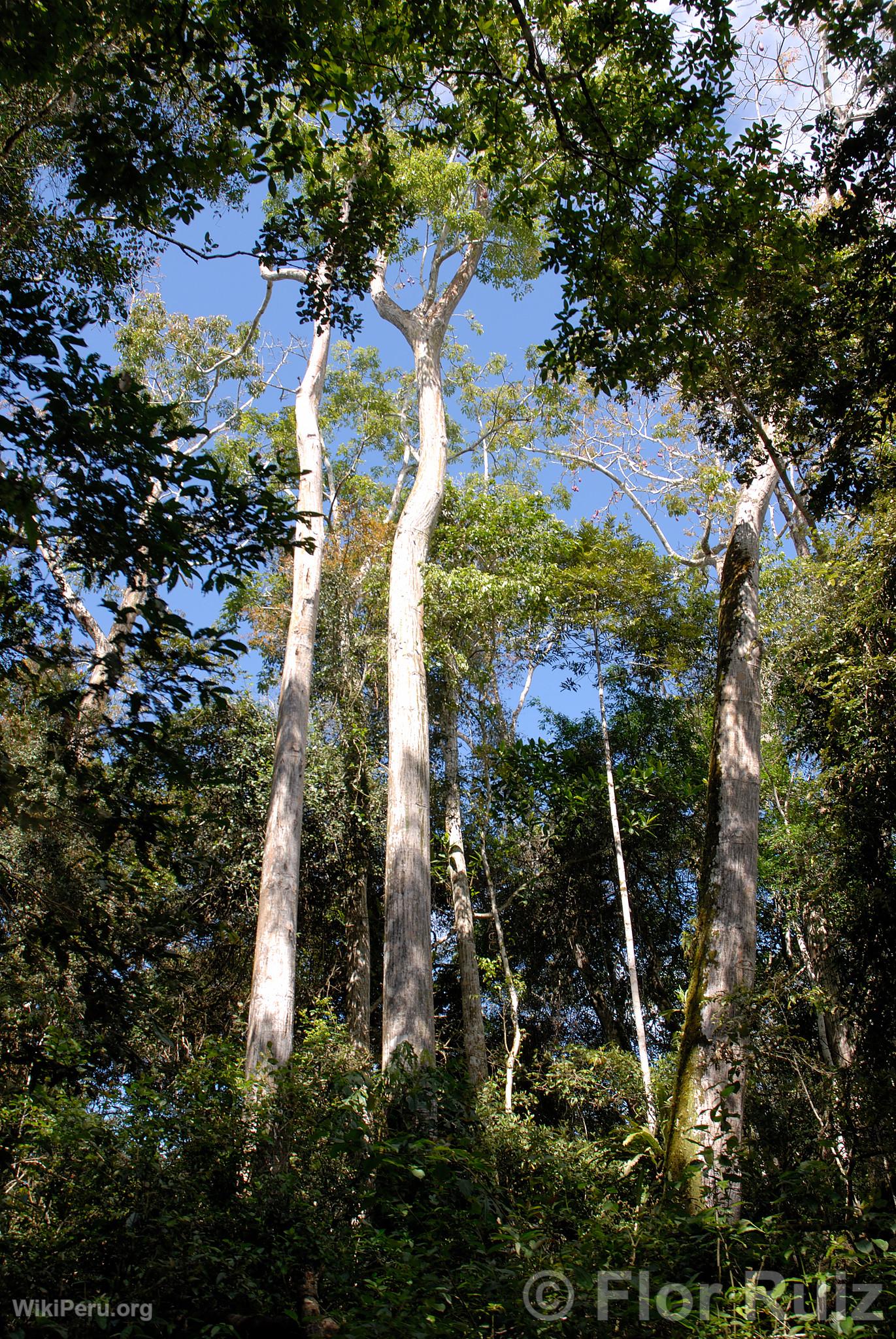 Tingana Reserve