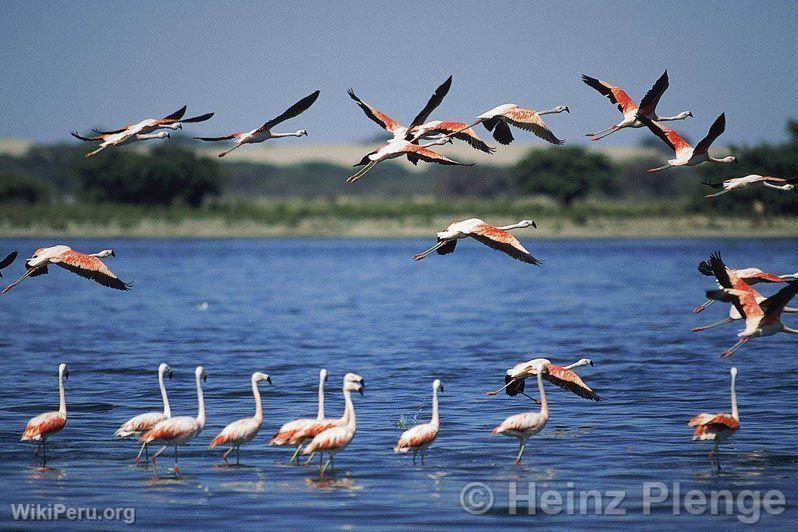 Flamingos