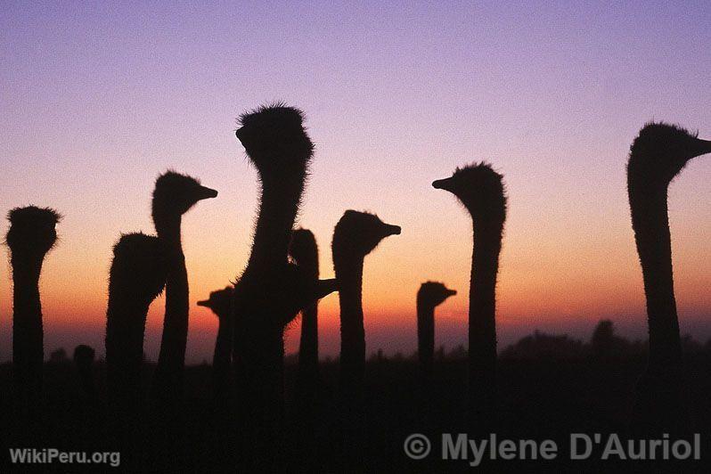 Ostrich Farm in La Joya