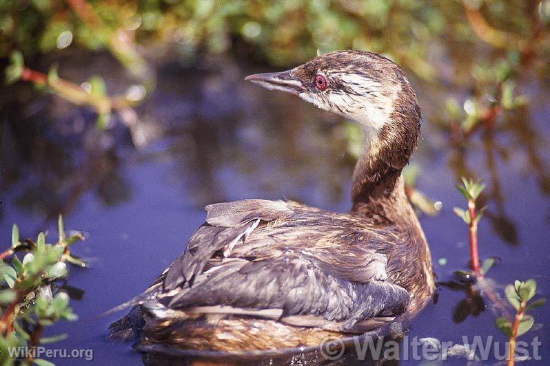 Diving Grebe