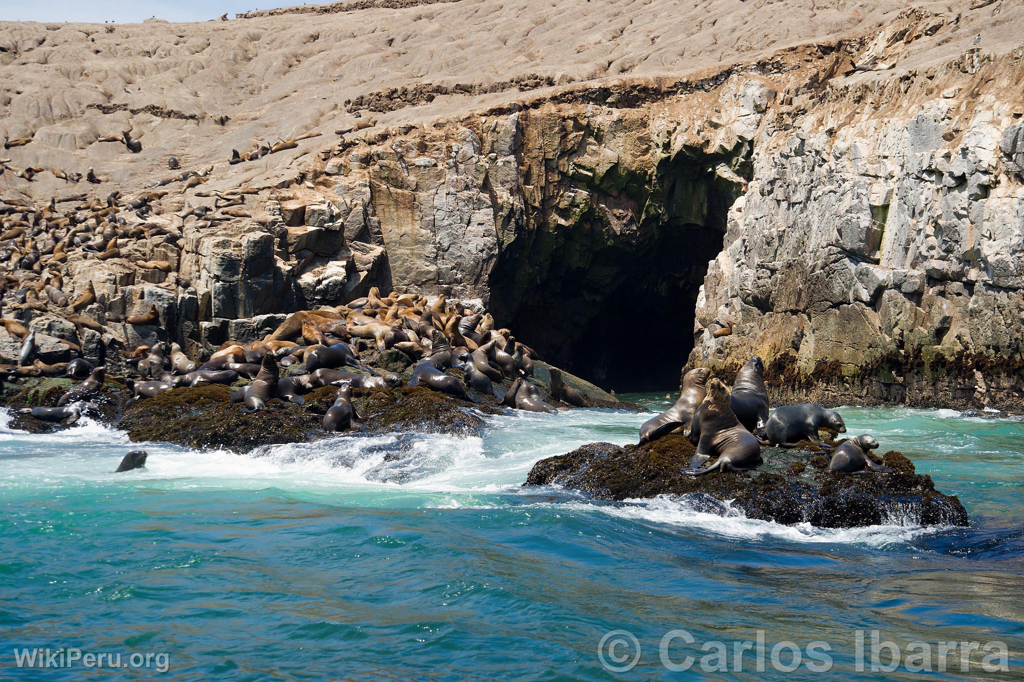 Sea Lions on Palomino Islands, Callao