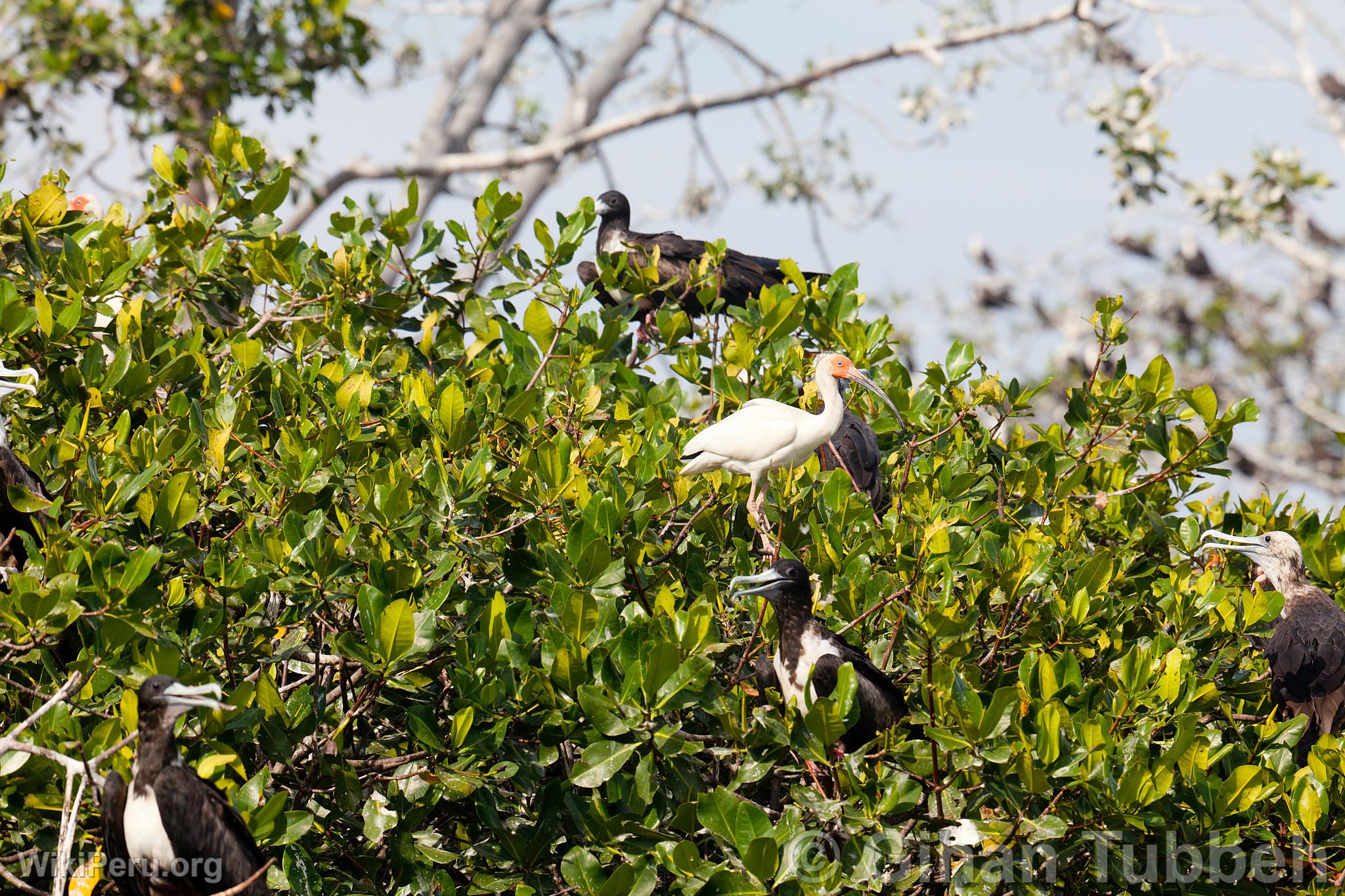 Birds in the Mangroves of Tumbes