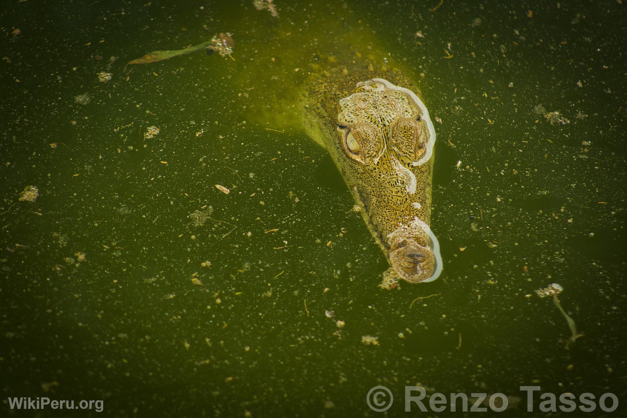 Tumbes Crocodile