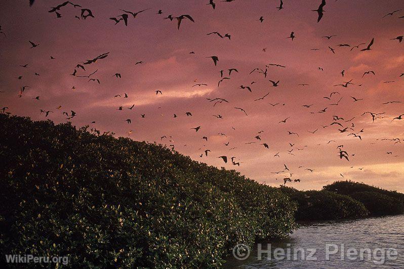 Mangroves at sunset, reddish sky, and birds flying