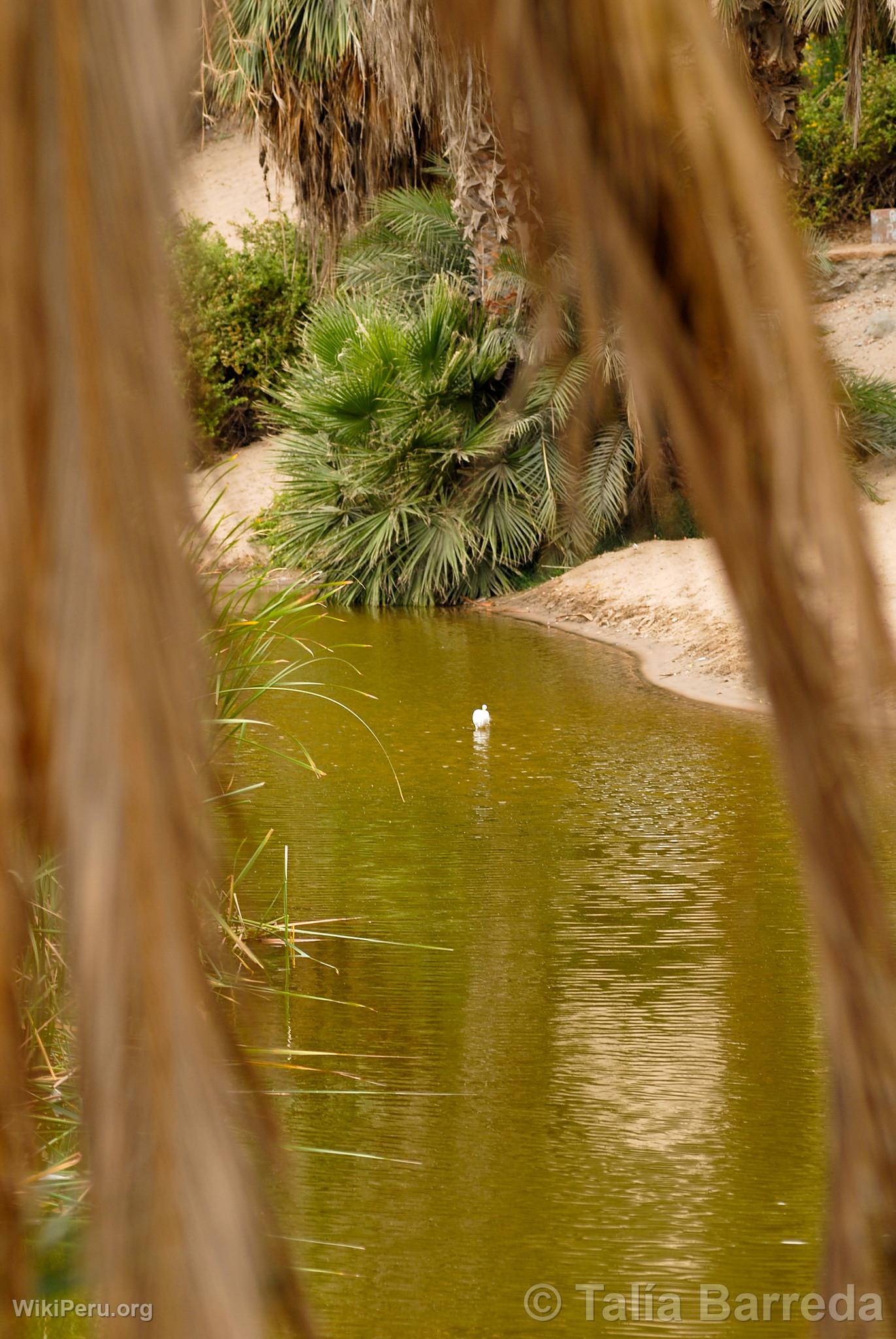 Lagoon of Huacachina