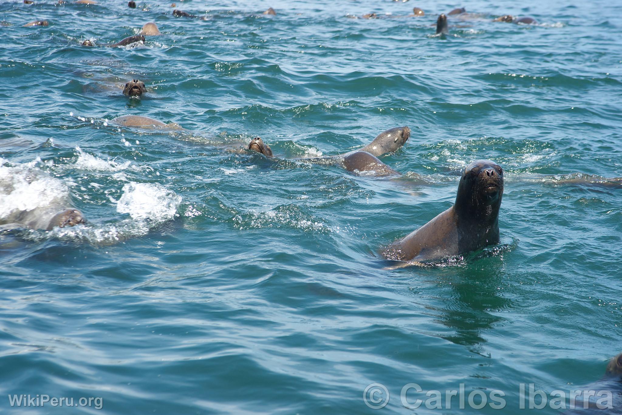 Sea Lions on Palomino Islands, Callao