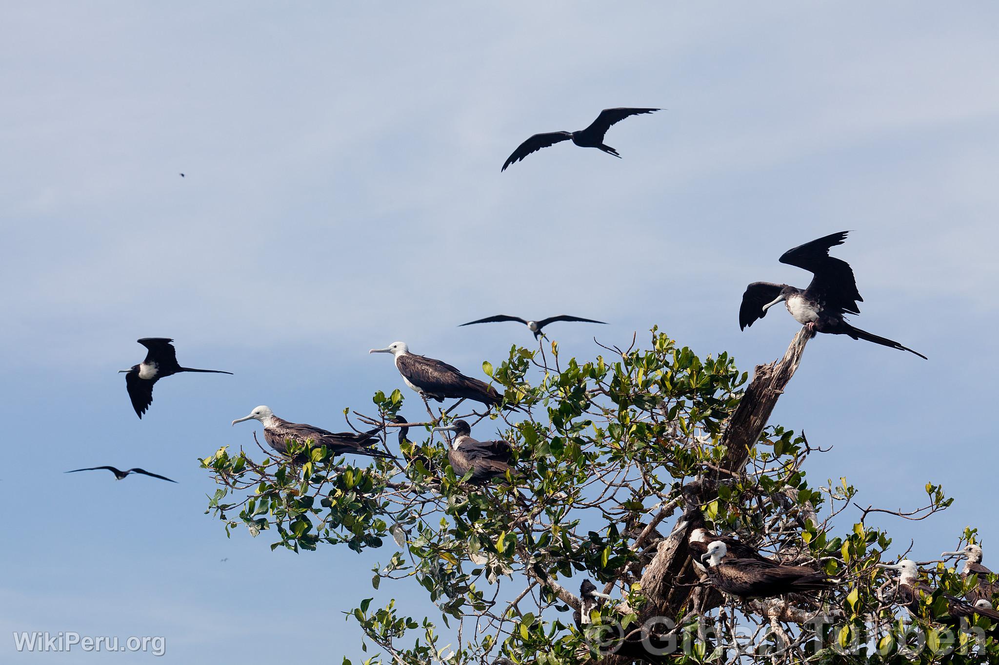 Frigatebirds in the Mangroves of Tumbes