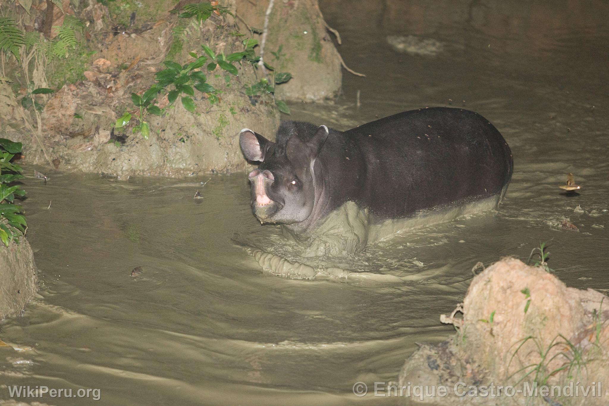 Tapir