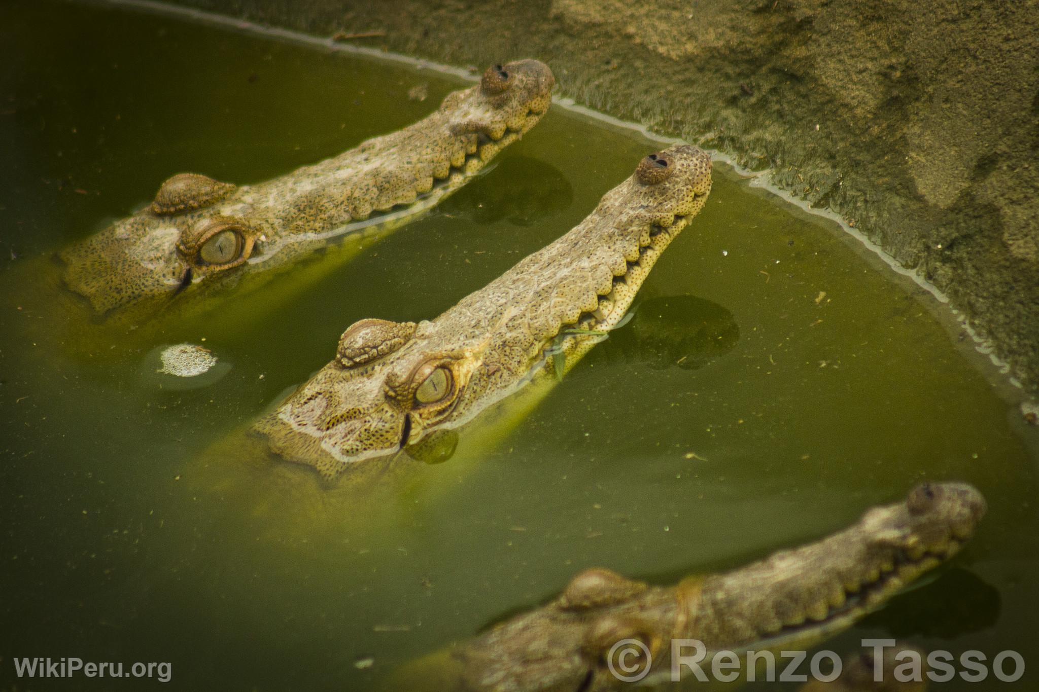 Tumbes Crocodiles