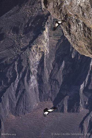 Condors in Colca Valley