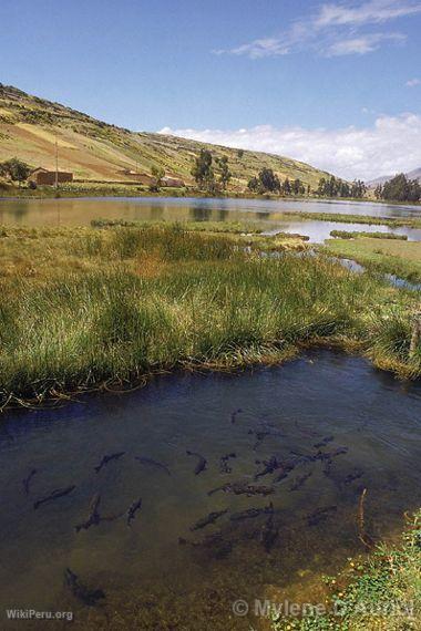 Trouts in awimpuquio Lagoon