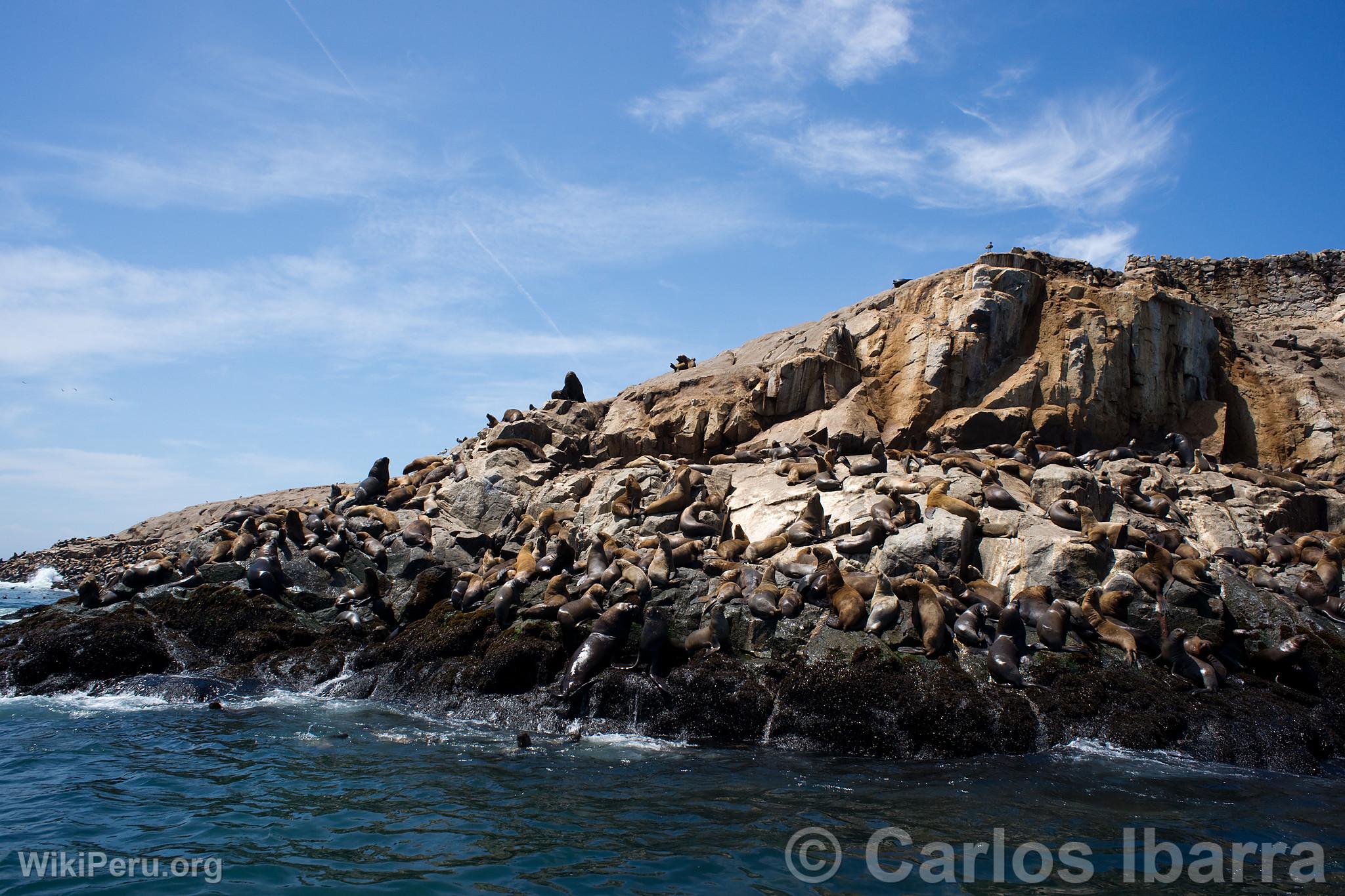 Sea Lions on Palomino Islands, Callao