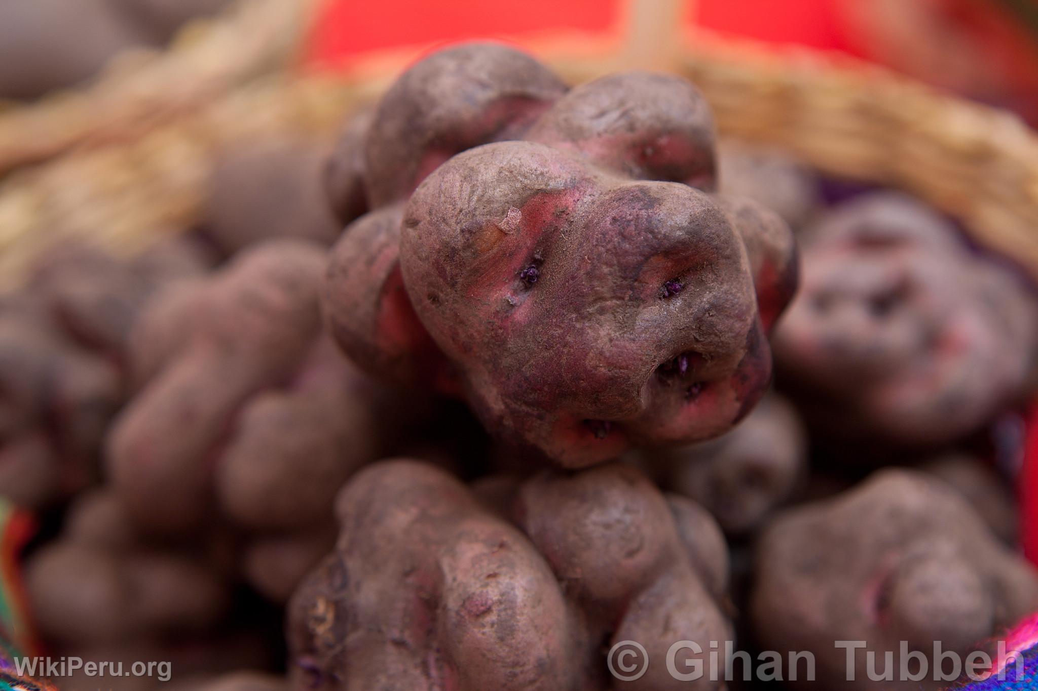 Black Potato