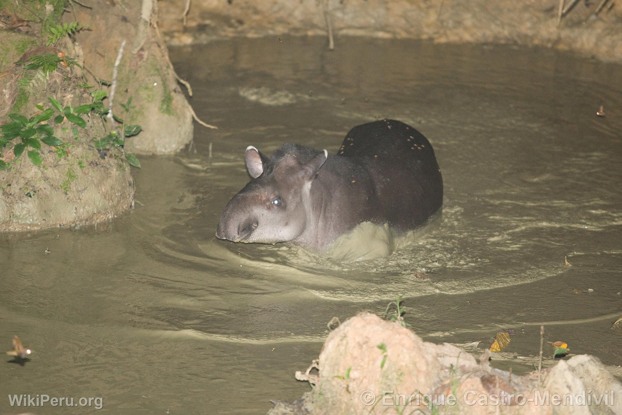 Tapir