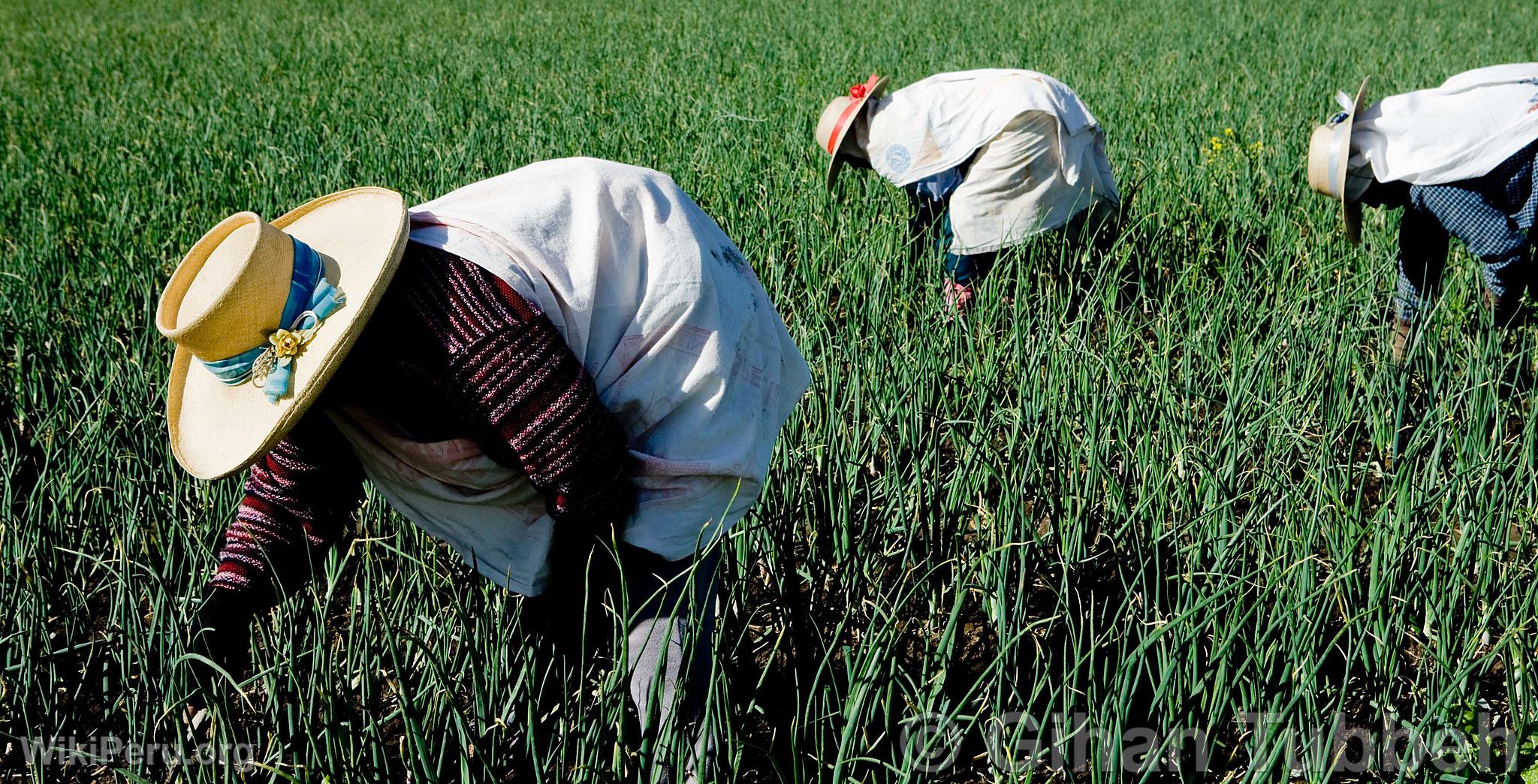 Farmers in the countryside of Arequipa