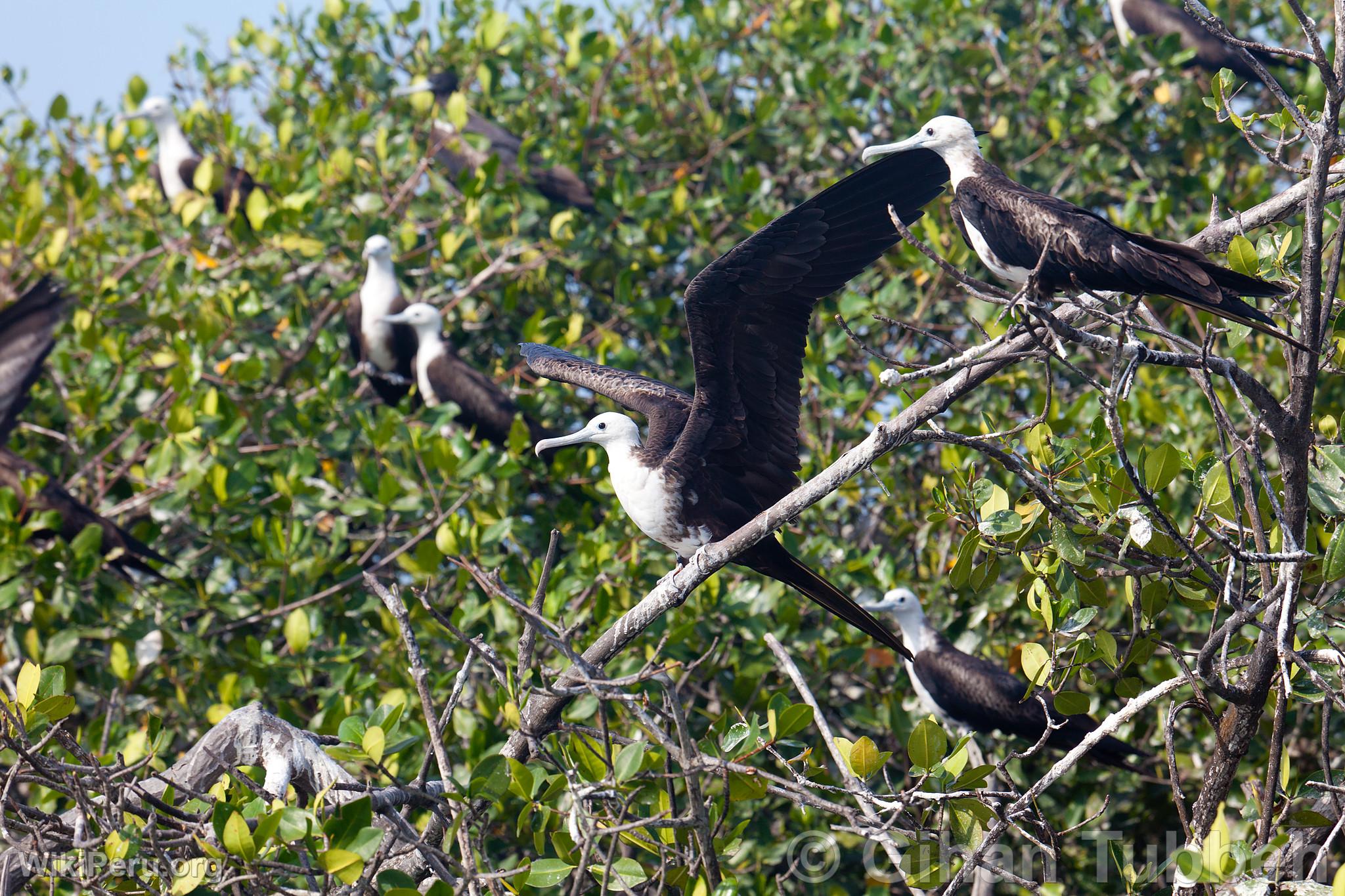 Frigate Bird in the Tumbes Mangroves