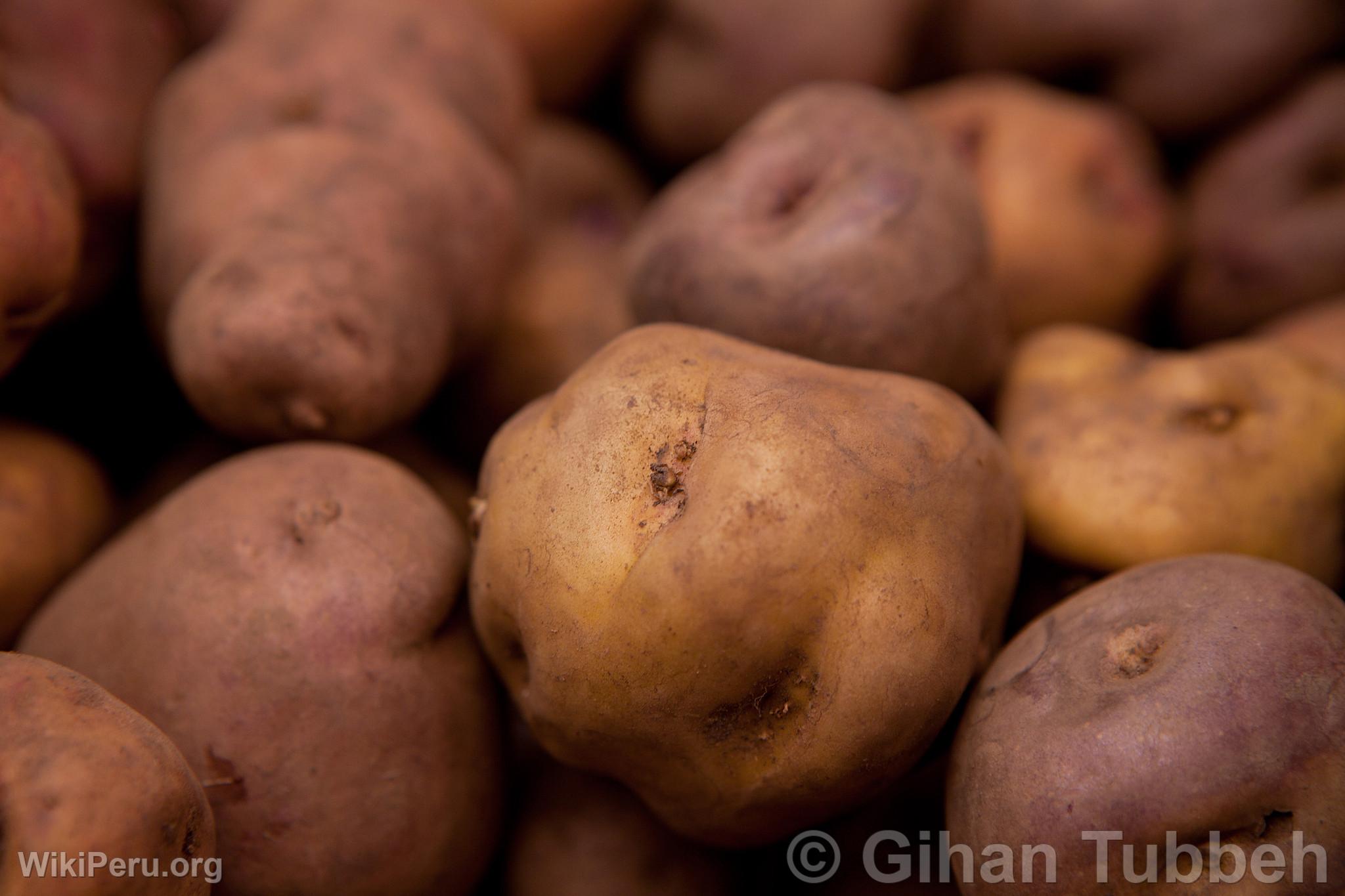 Yellow Potato