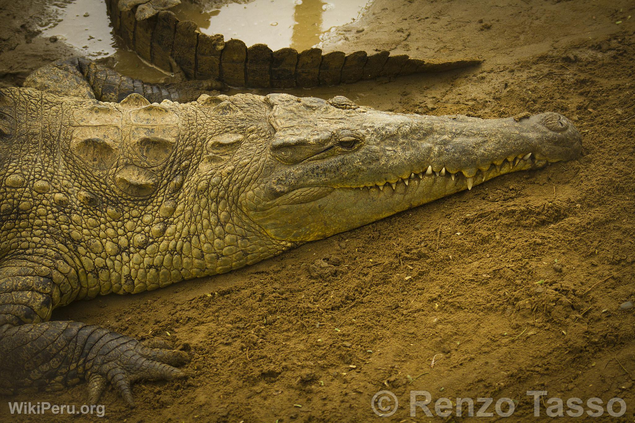 Tumbes Crocodile