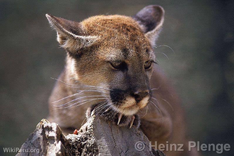 Puma in Amotape National Park