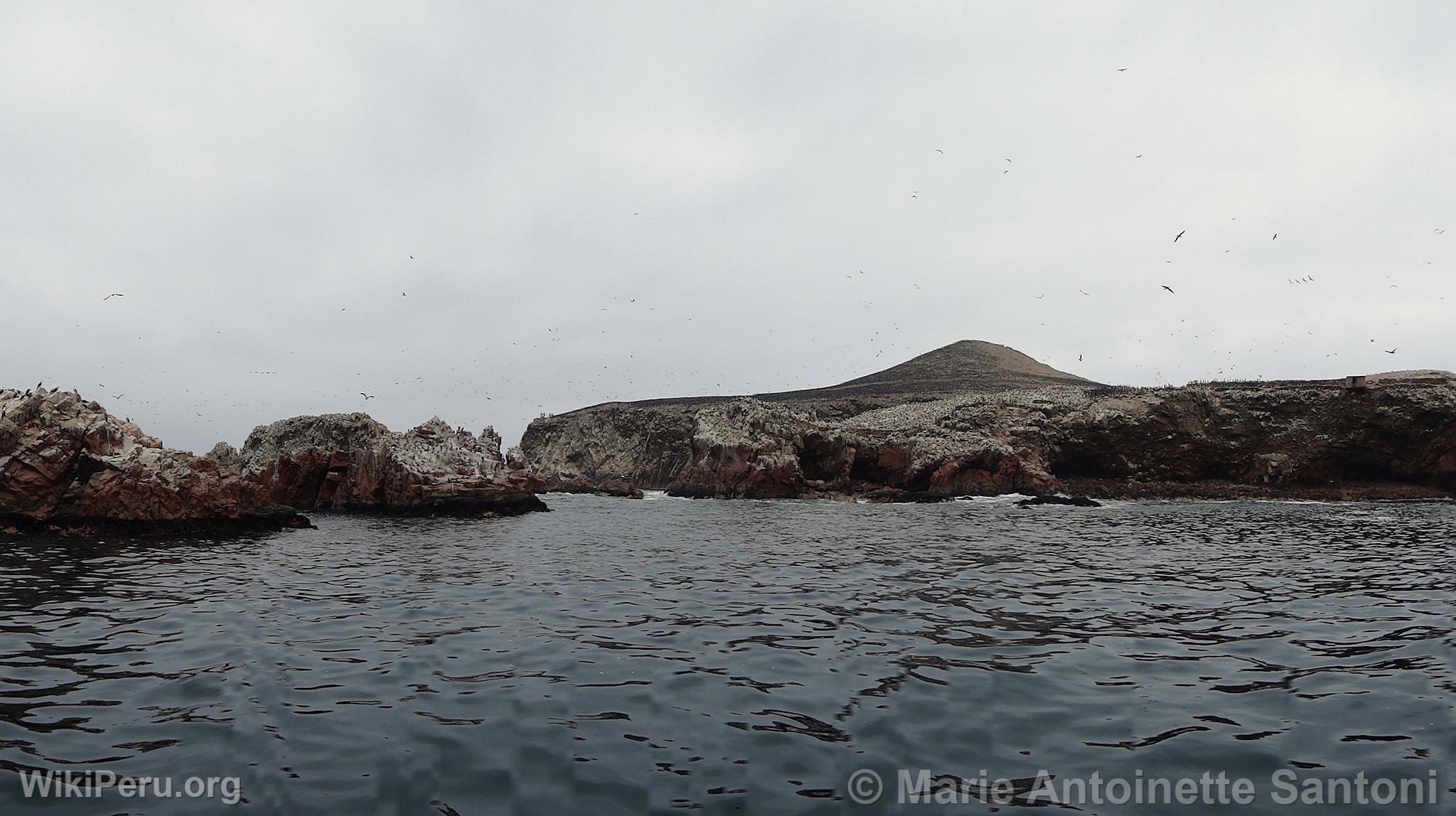 Ballestas Islands, Paracas