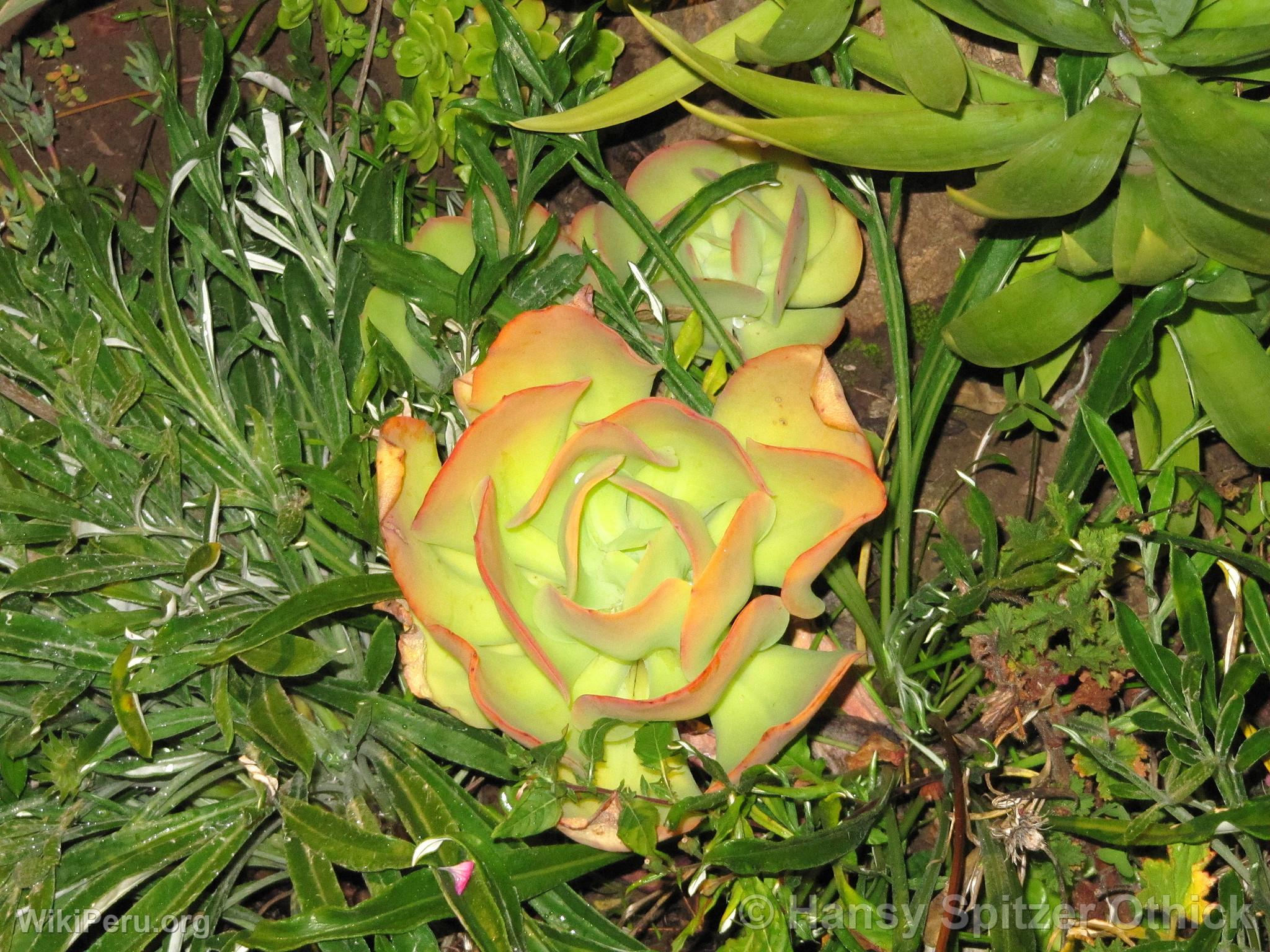 Cactus Flower, Pisac