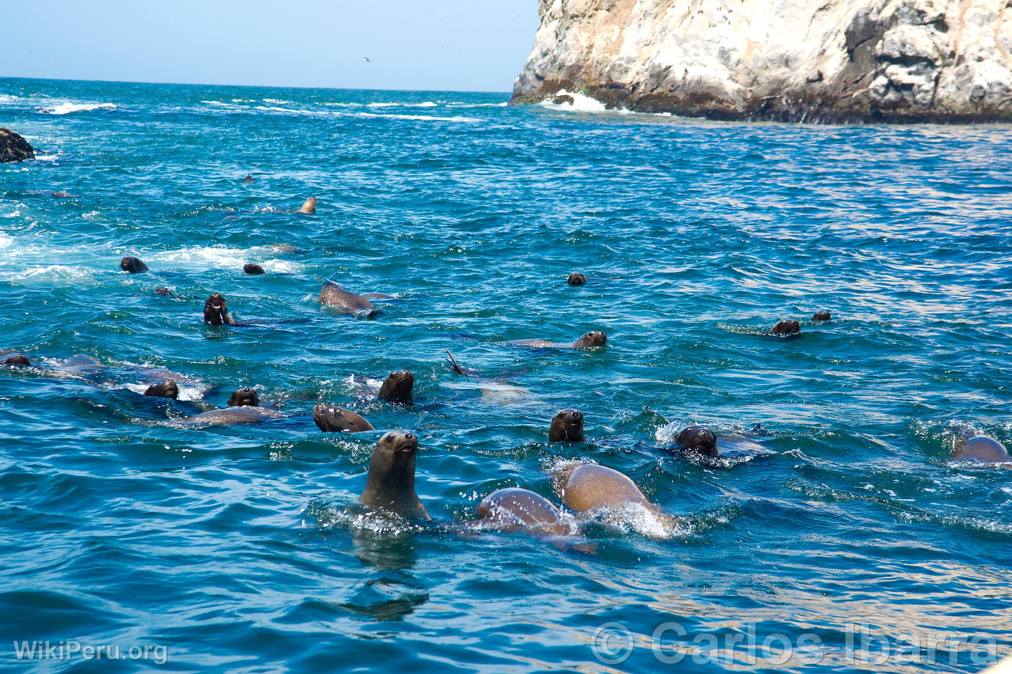 Sea Lions on Palomino Islands, Callao