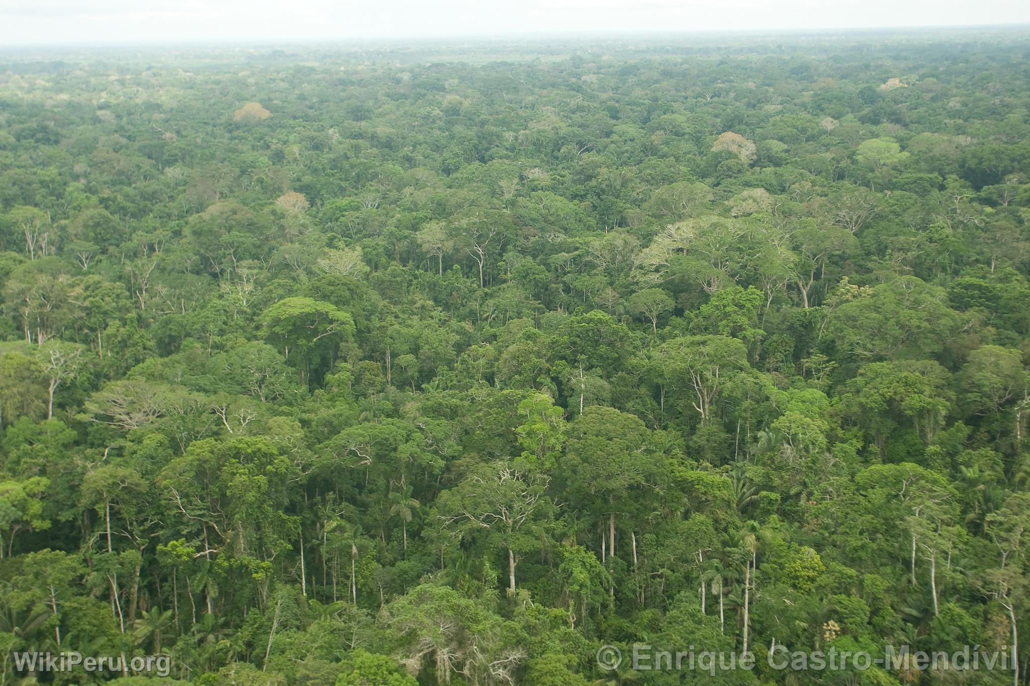 Trees in the Manu National Park