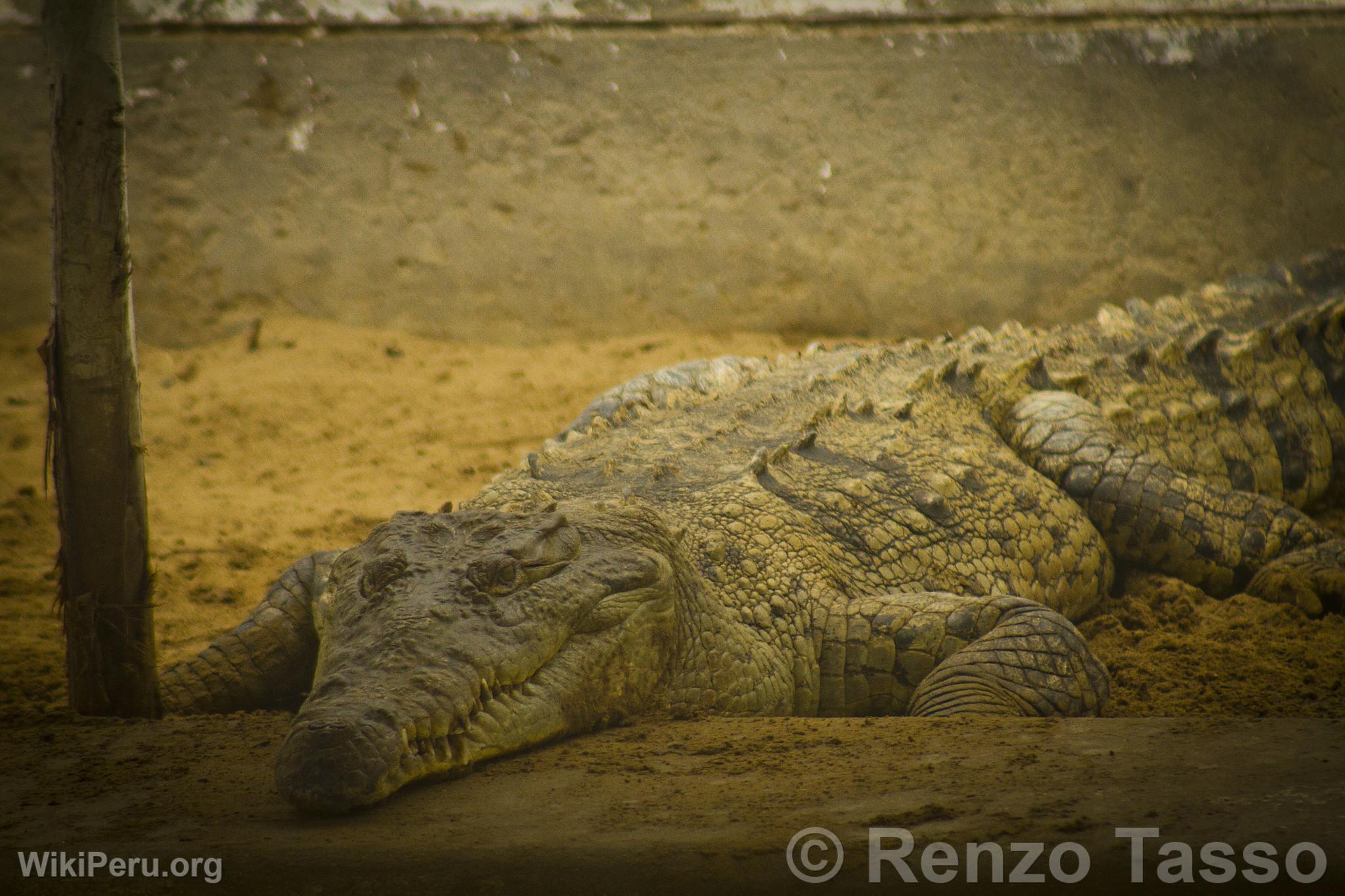 Tumbes Crocodile