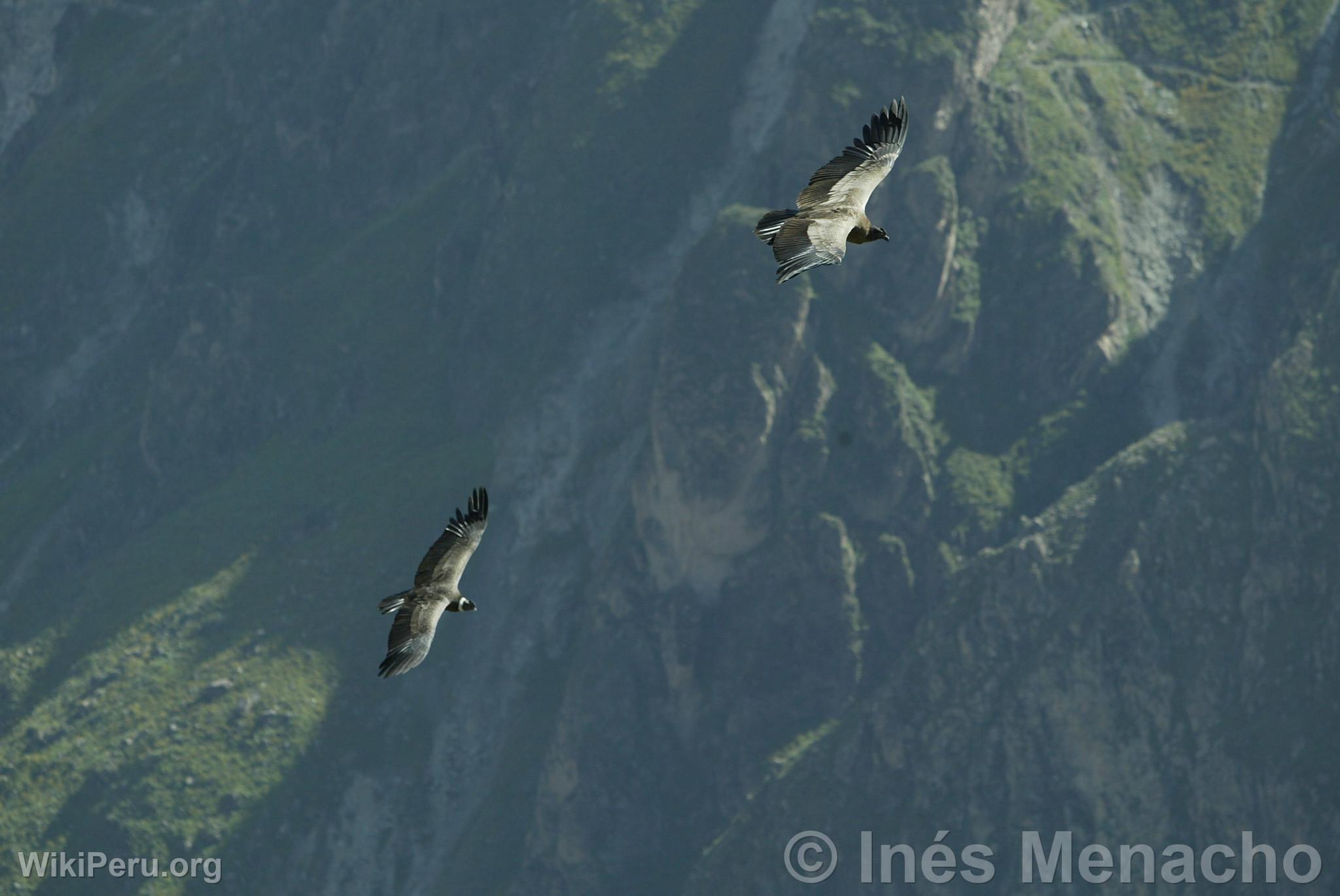 Condors in the Colca Canyon