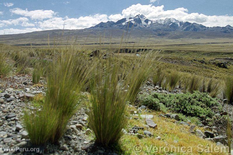 Andean puna