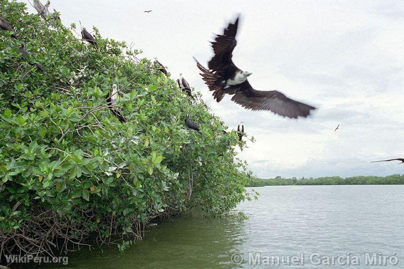 Mangroves and a bird barely taking flight