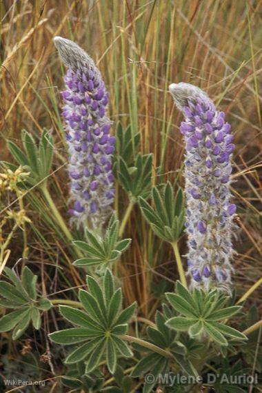 Lupins