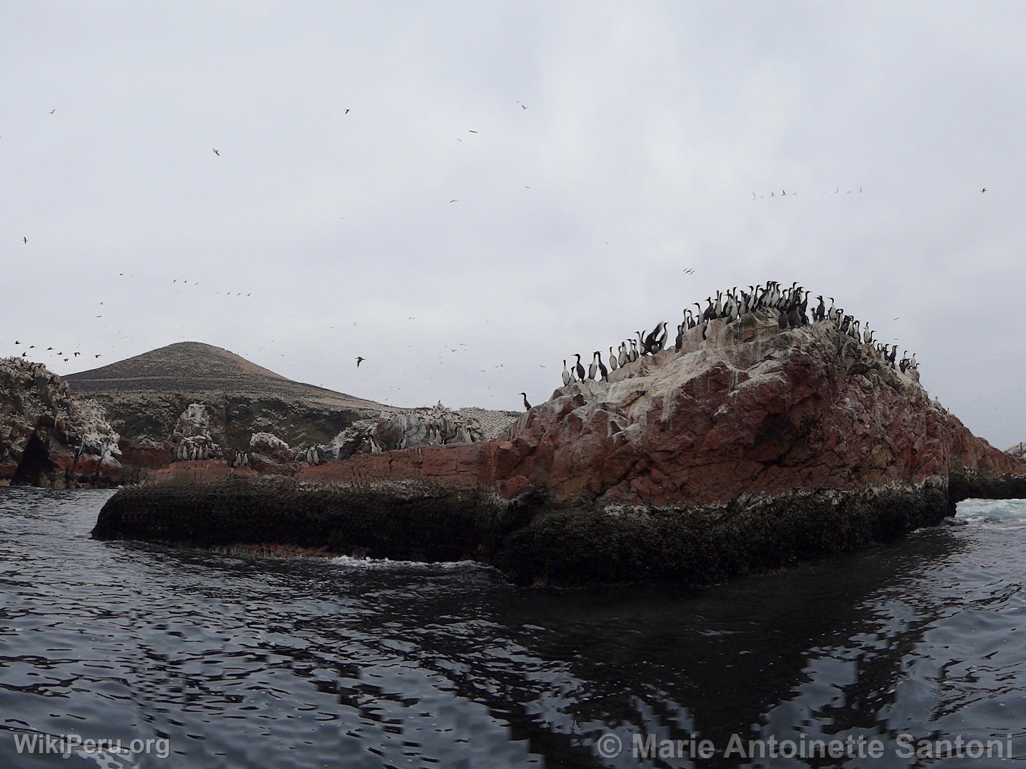 Ballestas Islands, Paracas