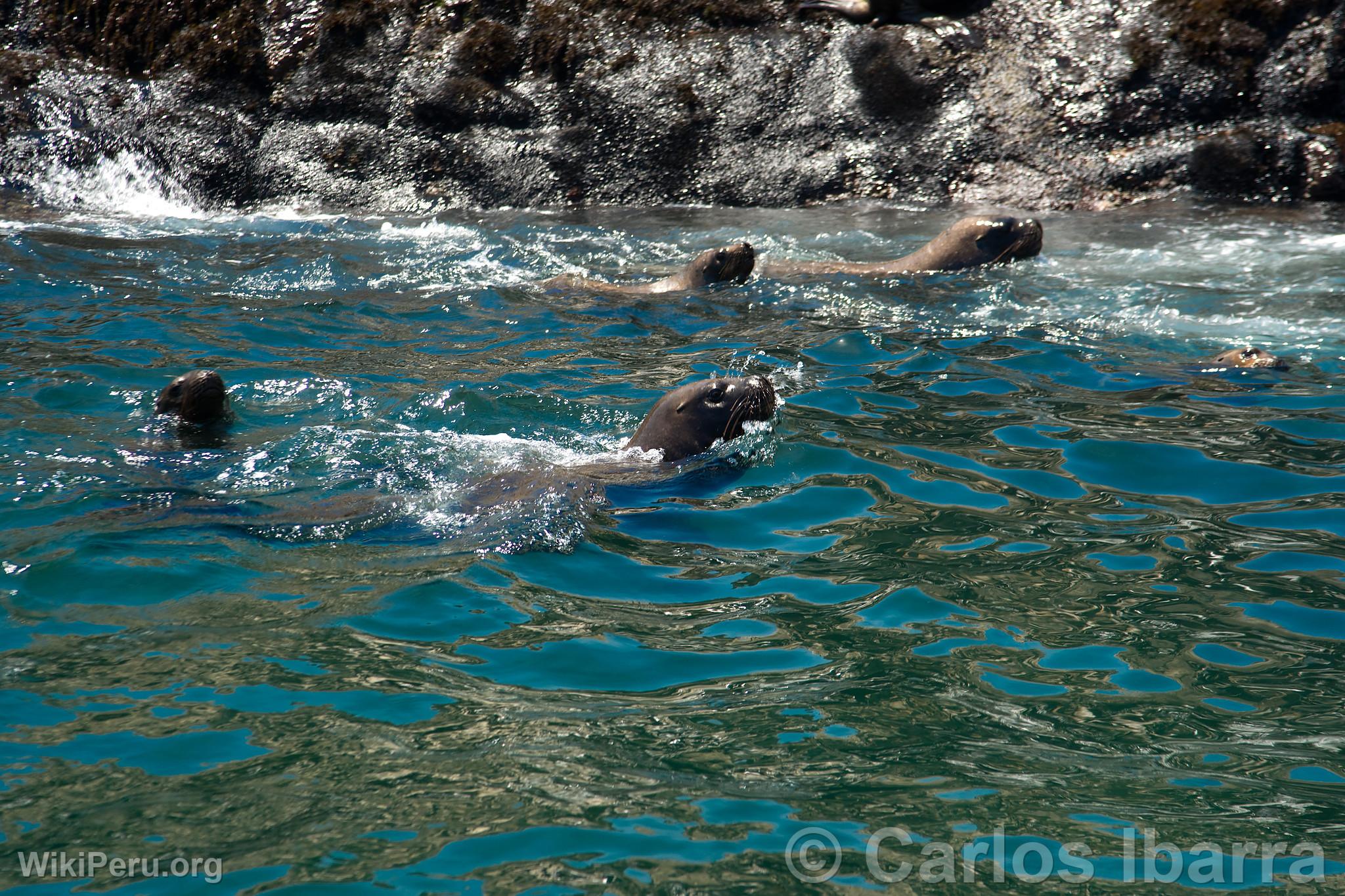 Sea Lions on Palomino Islands, Callao