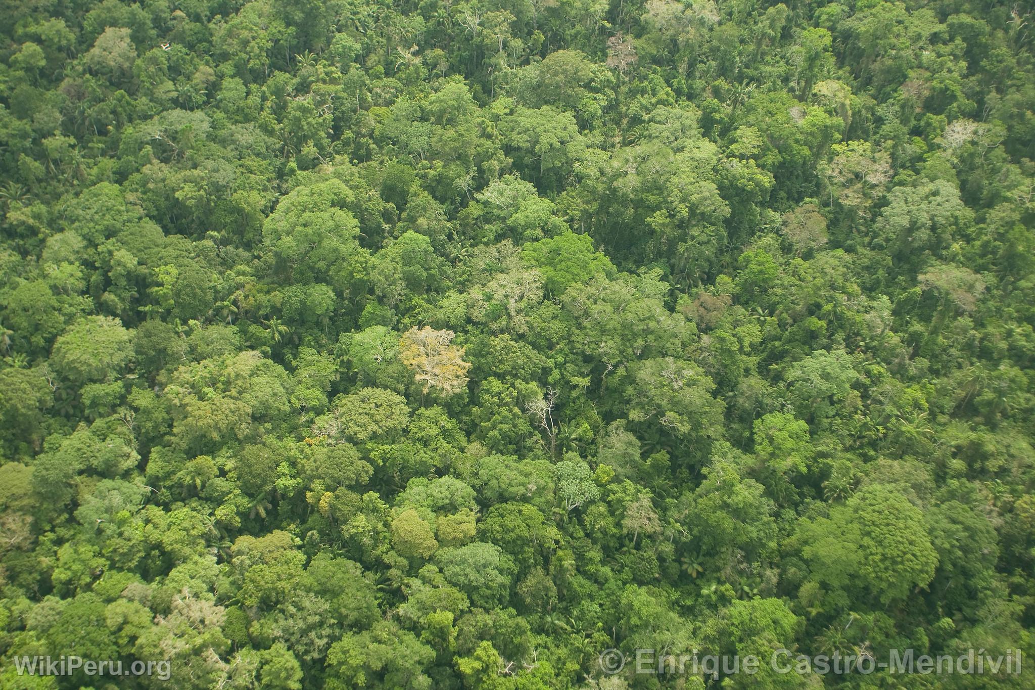 Trees in the Manu National Park