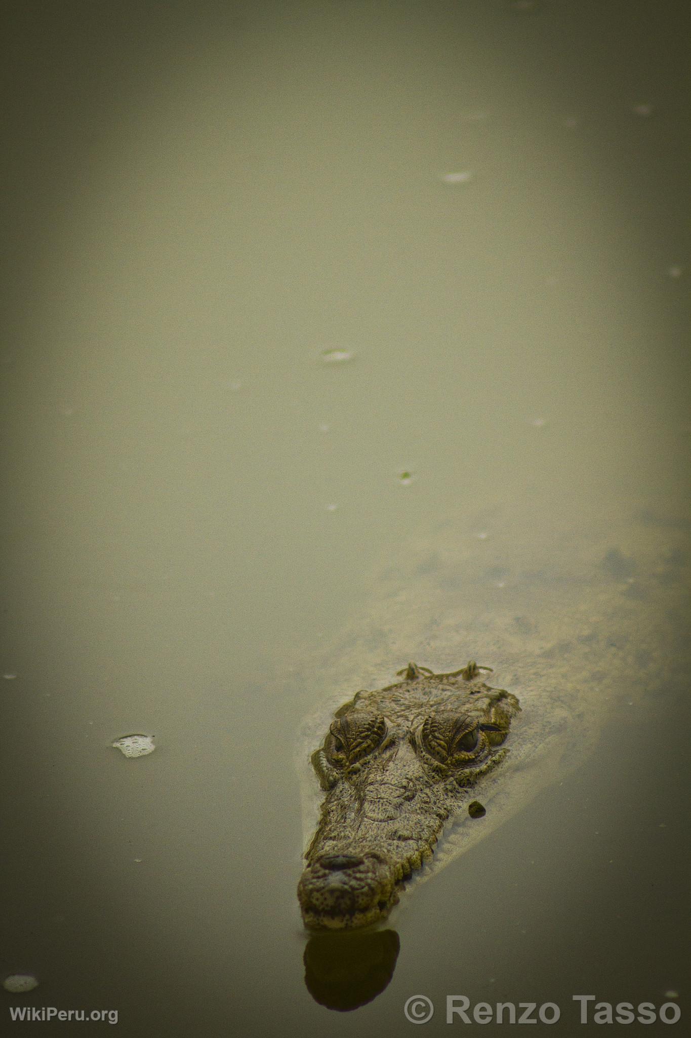 Tumbes Crocodile