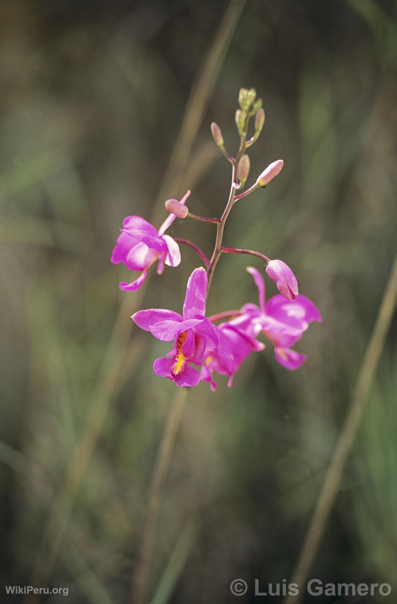 Orchid in Villa Rica