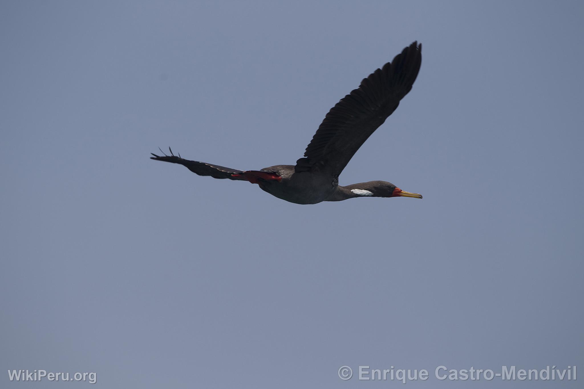 Red-legged Cormorant on Asia Island