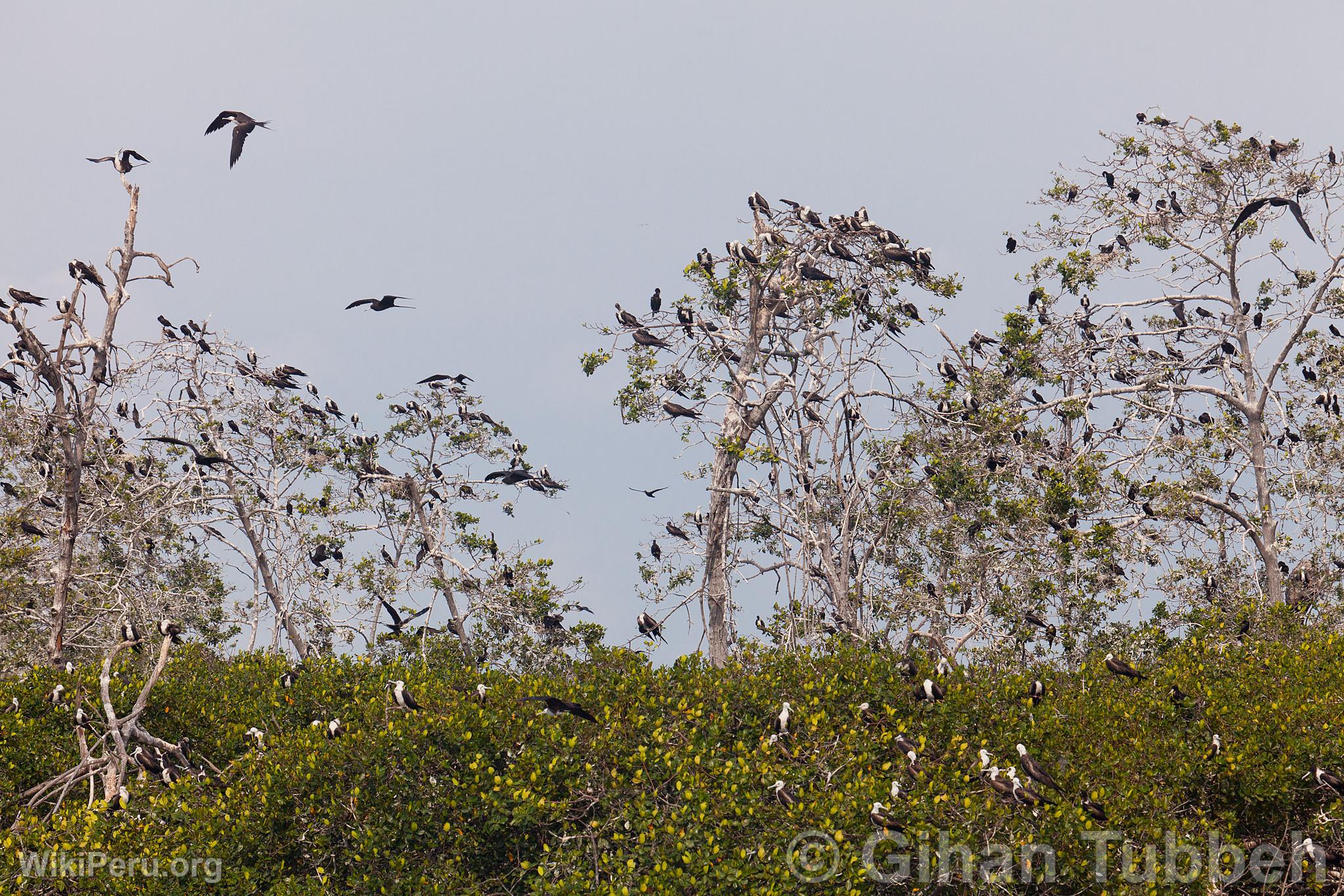 Birds in the Mangroves of Tumbes