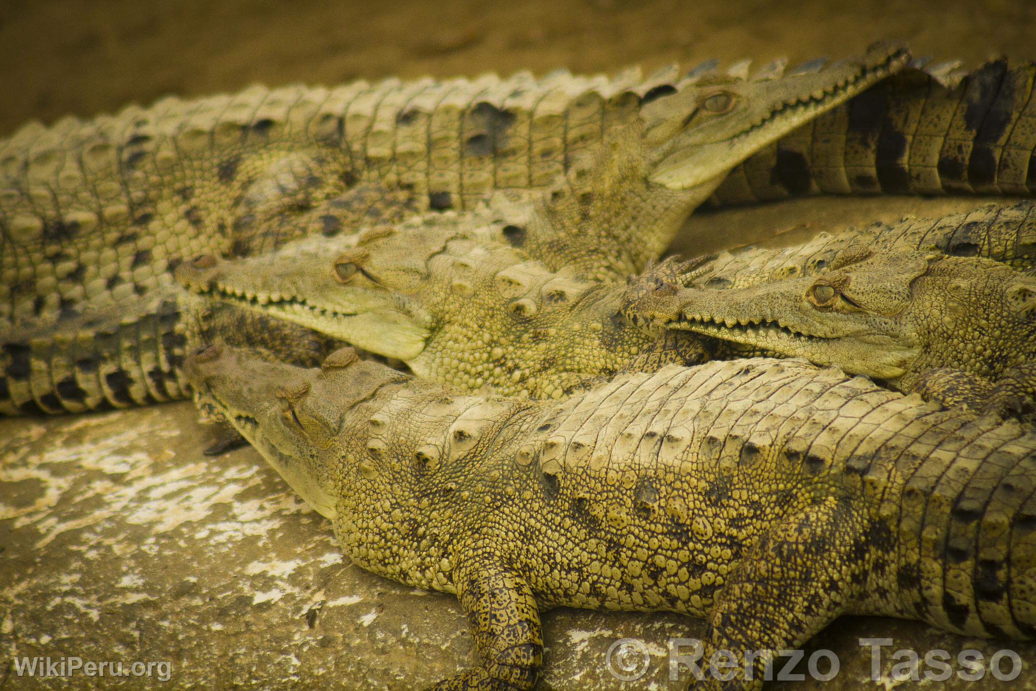 Tumbes Crocodiles