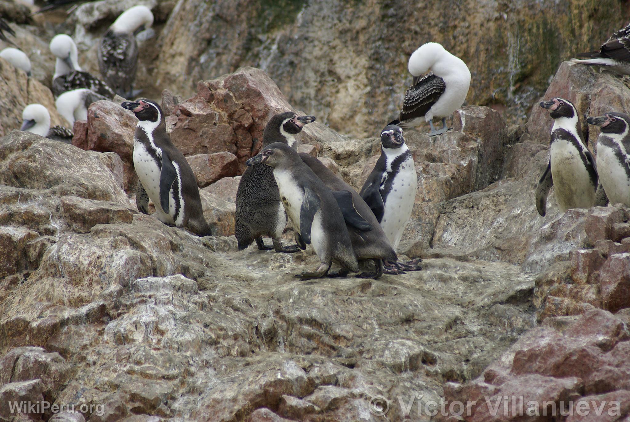 Humboldt penguins