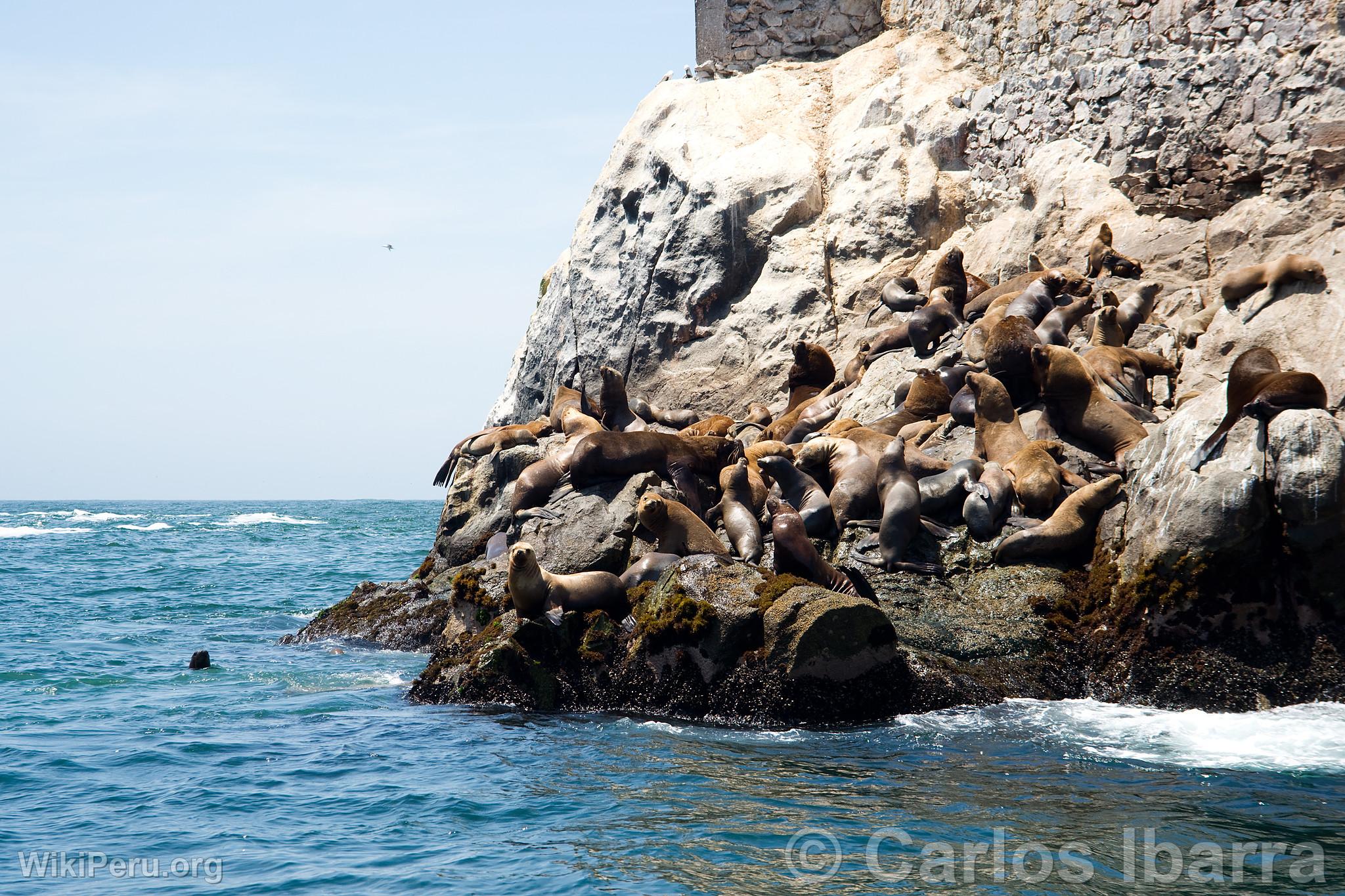 South American Sea Lions