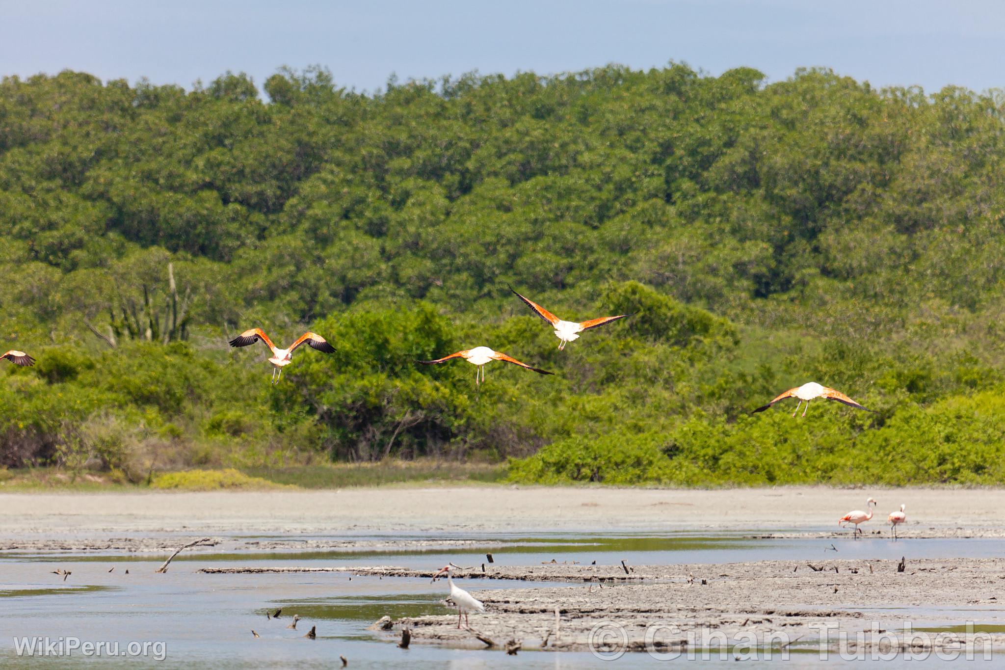 Flamingos in the Tumbes Mangroves