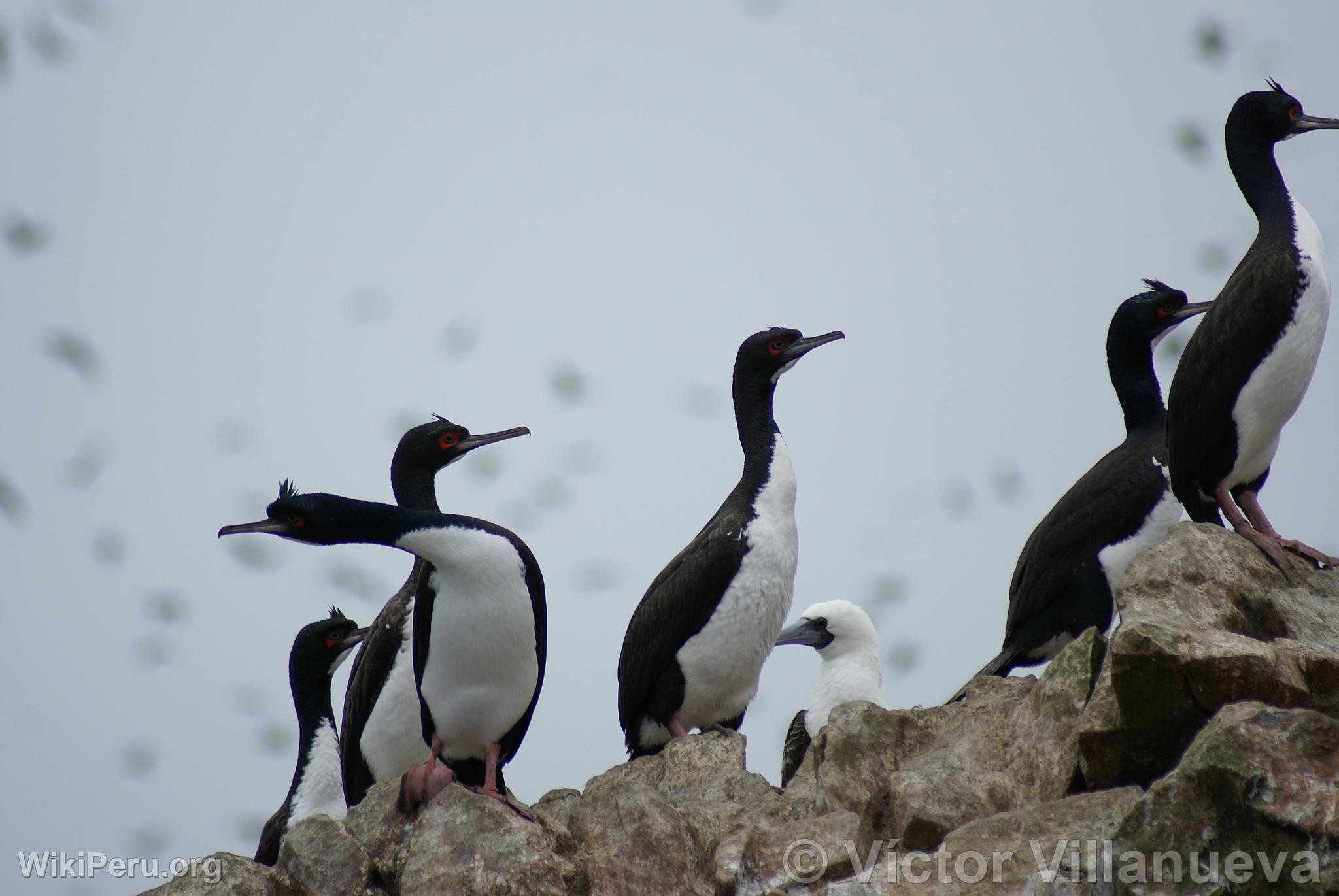 Cormorants at Paracas National Reserve