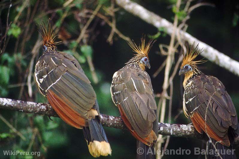 Hoatzin